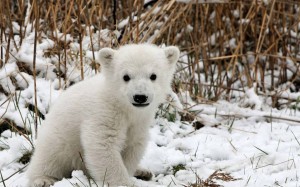 Polar Bear Cub.