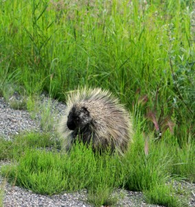 A porcupine? I promise the image makes sense. Keep reading.