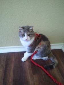My cat possibly hates me.