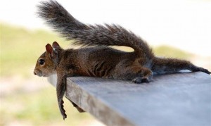 Just a wee break...